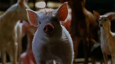 Pig Chase - Movie Clip from Babe: Pig In The City at 