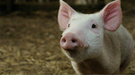 Watch the movie clip "Promise For Wilbur" from "Charlotte's Web"