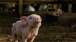 Watch the movie clip "Meeting Charlotte" from "Charlotte's Web"