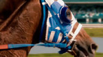 Watch the movie clip "Book Of Job" from "Secretariat"